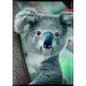 Caiet Ilijanum Wild Life A5 aritmetica 60 file